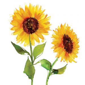 Two Sunflowers