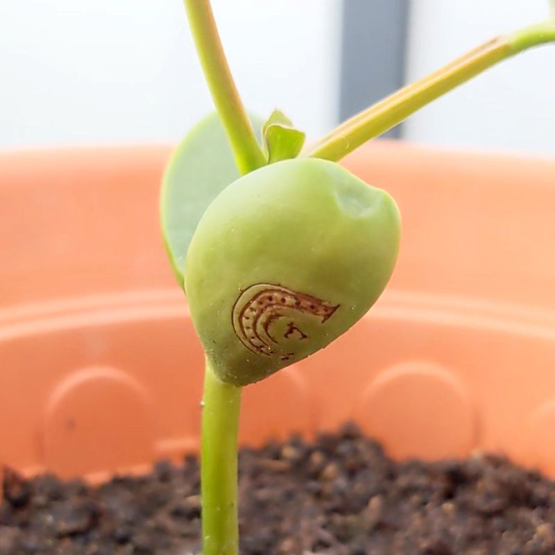 Glücksbohnen - Geprägte Saatbohnen Pflanze deine Wünsche – Bild 3